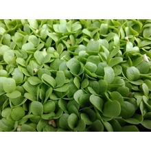 Microgreens Čekanka na microgreens, 50 g