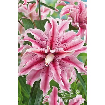 Lukon Glads