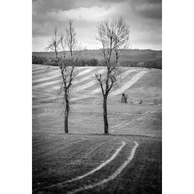 Foto - Dva stromy pri kláštore