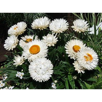 Slamienka Sunbrella White