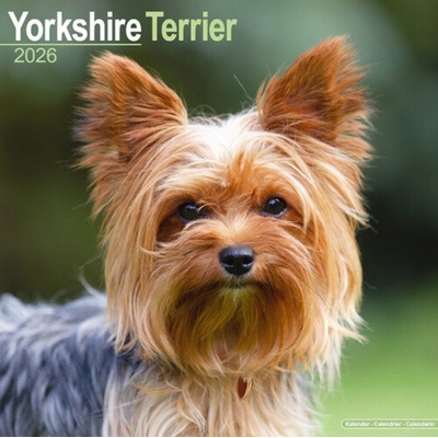 Yorkshire Terrier Square Dog Breed Wall 16 Month 2026