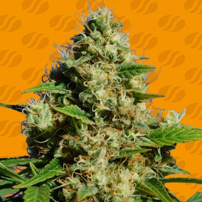 Original Sensible Seeds Banana Sherbet semienka neobsahujú THC 10 ks