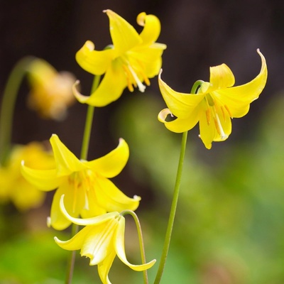 Kandík Erythronium pagoda cibule kandíku 3 ks