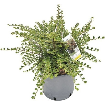 Skalník Dammerov Cotoneaster horizontalis výška 40-60 cm kvetináč 5 l