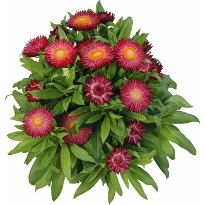 Slamienka Sunbrella Magenta