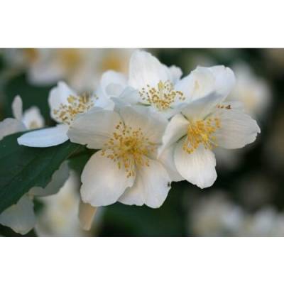Pajazmín vencový (Philadelphus coronarius) ´MONT BLANC´ - výška 30-50 cm, kont. C3L