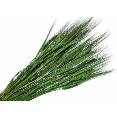 Sušené klasy ražné 150g - tmavozelené