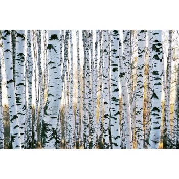 DIMEX ART s. r. o Флизелинов фототапет брезови стволове 375 x 250 см