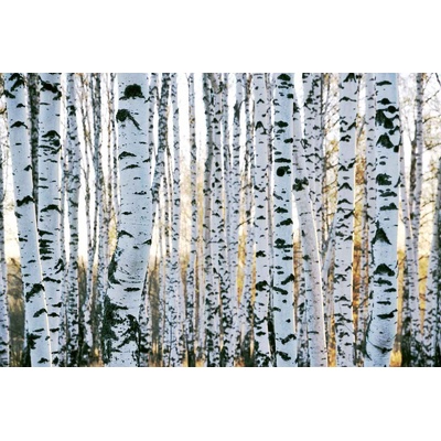 DIMEX ART Флизелинов фототапет брезови стволове 375 x 250 см