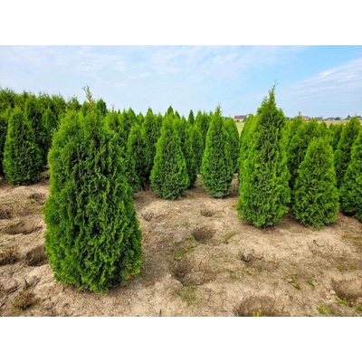 MULTIFLORA Thuje Smaragd Exclusive 180-200