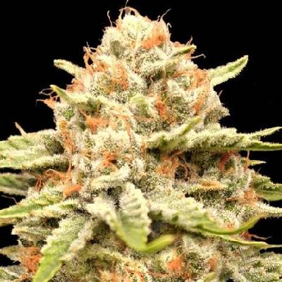 Advanced Seeds Garlicane semena neobsahují THC 3 ks