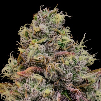 Anesia Seeds Chaos Cake semienka neobsahujú THC 10 ks