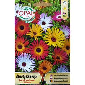 Opal Zi Месембриантемум Mesembryanthemum criniflorum