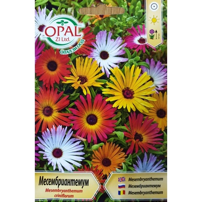 Opal Zi Месембриантемум Mesembryanthemum criniflorum