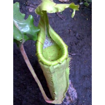 Nepenthes maxima (Tentena) | Láčkovka sulaweská
