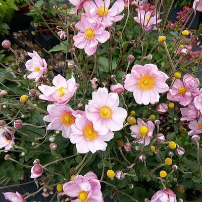 Anemone hyb. 'Königin Charlotte' Velikost hrnku: 0,5lrůž