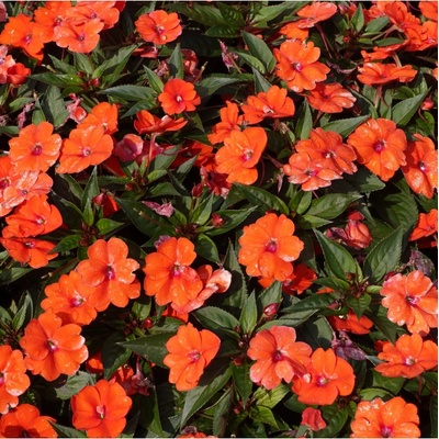 Netýkavka Accent oranžová F1 - Impatiens walleriana - semena - 15 ks