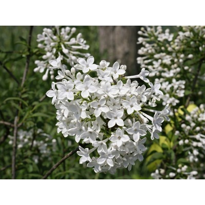 Orgován perzský Alba na 70 cm kmienku, výška 100-130, kvetináč 26 cm