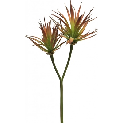 Agáve - Agave x2 červená V64 cm