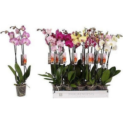 S Phalaenopsis 50-80cm/6-10 orchidej NL, živá rostlina