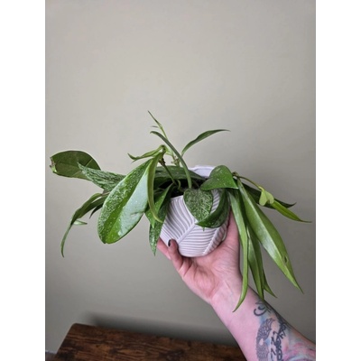 Hoya Silverspots 12 cm