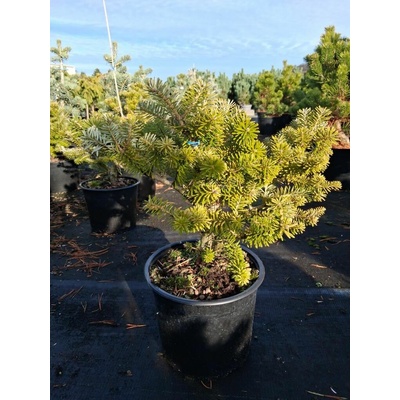 Abies koreana 'Arnold' Prodejní velikost: 030/040, Velikost hrnku: 25 l
