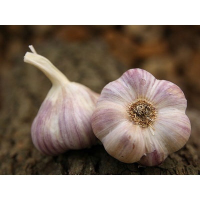 Česnek sadbový Anton 4ks nepaličák ozimý