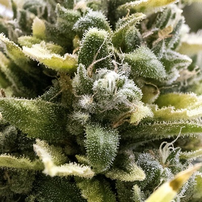 Humboldt Seed Organization OG Kush Auto semienka neobsahujú THC 10 ks