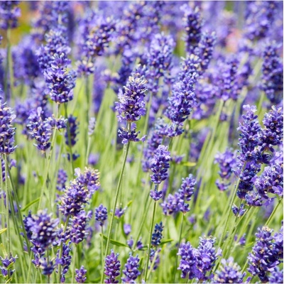 BIO levandule lékařská - Lavandula - bio semena levandule - 50 ks