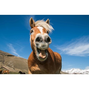 DIMEX ART Флизелинов фототапет забавен кон 375 x 250 см