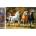 Norimpex - Puzzle Diamant painting: Four galloping horses 30x40cm - 1 - 39 piese