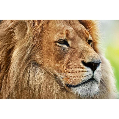 DIMEX ART Флизелинов фототапет портрет на лъв 375 x 250 см