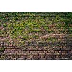 DIMEX ART Флизелинов фототапет тухлена стена с мъх 375 x 250 см