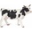 Papo Black and white cow