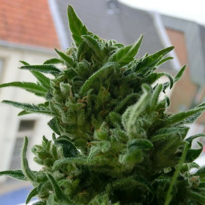 KC Brains Seeds K.C. 33 regular semienka neobsahujú THC 5 ks