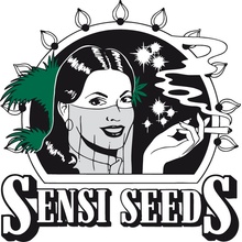 Sensi seeds White Skunk Automatic semena neobsahují THC 1 ks