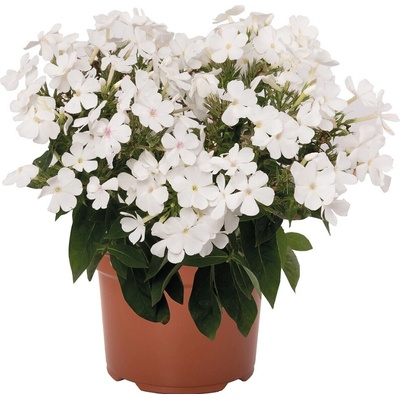 Flox metlinatý Flame Pro White - Phlox paniculata, kont. 1 l
