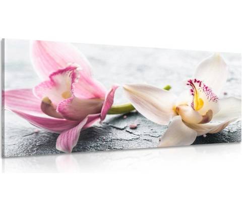 Obraz kvety orchidey