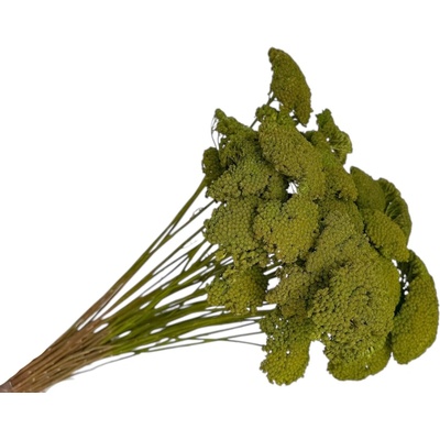 Stabilizované kvety Rebríček - Achillea 200g - machovo zelená
