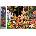 Norimpex - Puzzle Diamant painting: Autumn fun 30x40cm - 1 - 39 piese