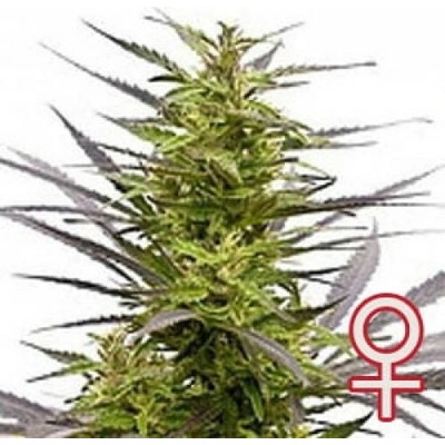 KC Brains Seeds K.C. 42 semena neobsahují THC 5 ks