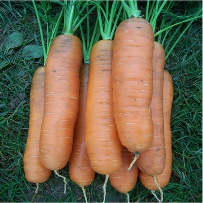 Mrkva Darina - Daucus carota - semená - 800 ks