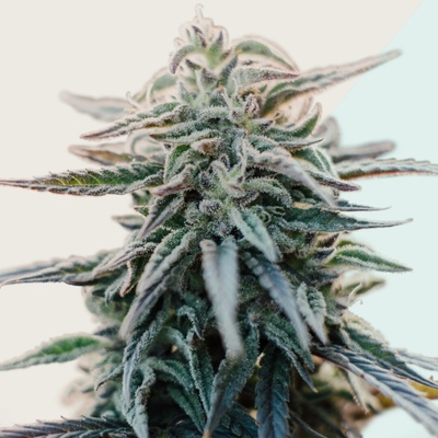 Kera Seeds Medical White Widow CBD semienka neobsahujú THC 1 ks