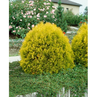 Zerav západní (Thuja occidentalis) 'Rheingold'