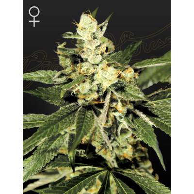 Green House Seeds Train Wreck semena neobsahují THC 10 ks