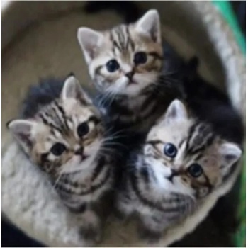 Image 1 of Малки котета 25/25 см