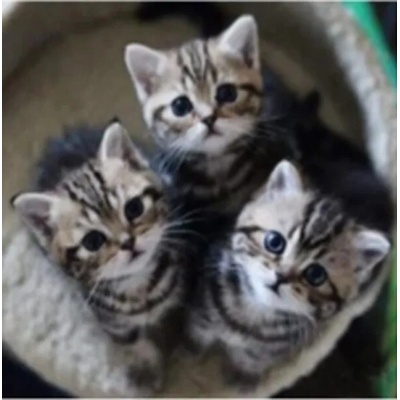 Малки котета 25/25 см