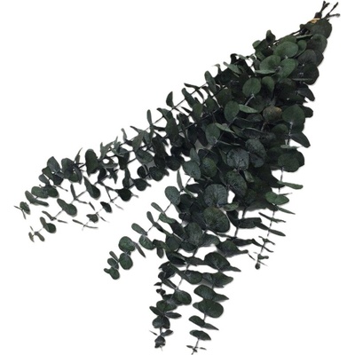 Eucalyptus baby stabilizovaný tmavě zelený 10 ks