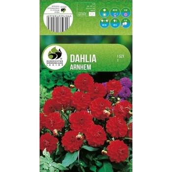 Seklos Далия (Гергина) Арнхем - 1 бр луковицa