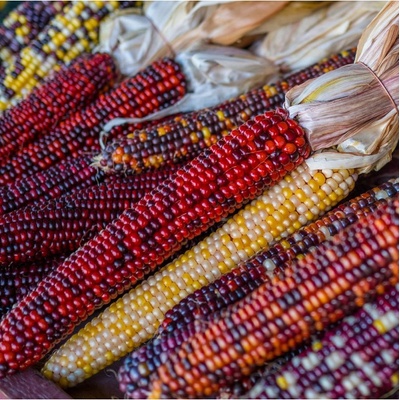 Kukuřice Amero okrasná - Zea mays - semena - 15 ks